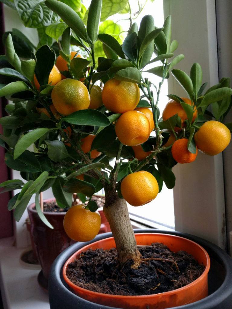 Цитрусовые фрукты и специфика их выращивания в домашних условиях | cельхозпортал