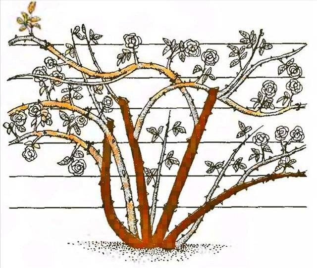 Плетистая роза schneewalzer (шнеевальцер): фото и описание, отзывы