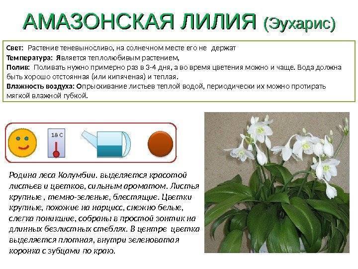 ᐉ цветок эухарис: уход в домашних условиях, фото, пересадка, размножение, почему не цветет - roza-zanoza.ru