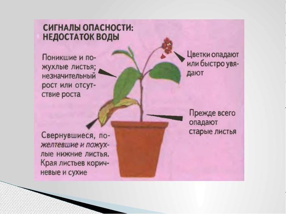 Пентас - уход за садовым растением | подробное описание растения