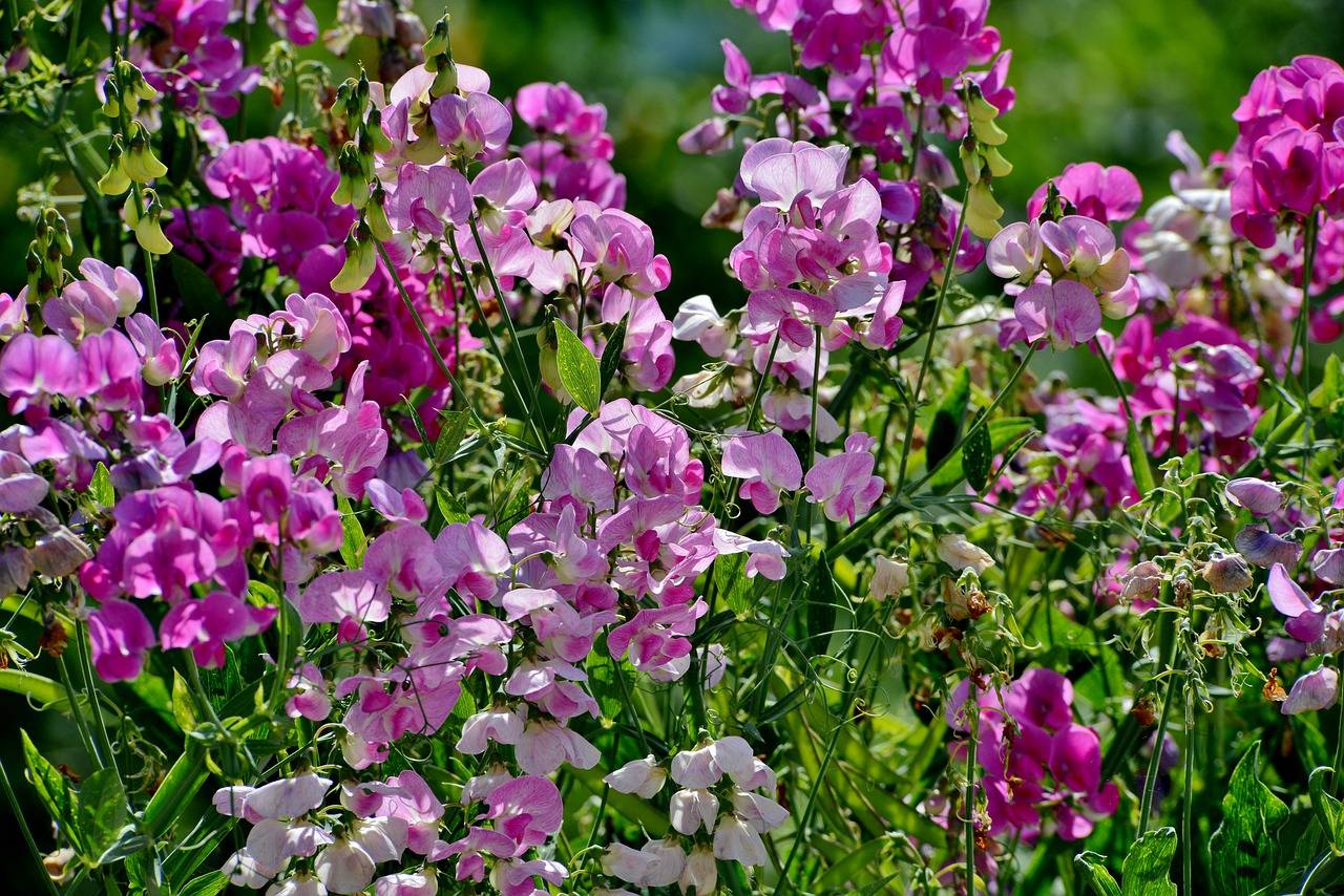 Душистый горошек: фото цветов, посадка и уход, выращивание