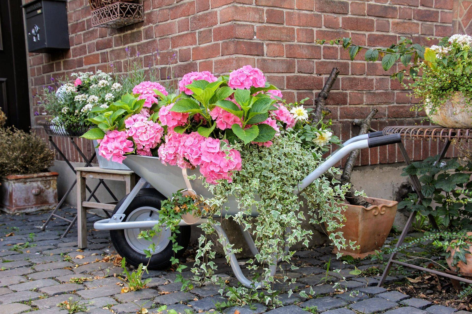 Посадка и уход за кислицей садовой в открытом грунте: уличный цветок на даче