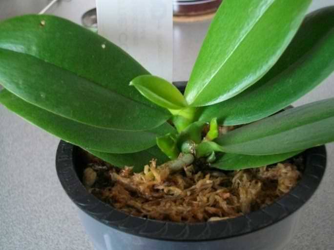 Инструкция, как пересадить отросток орхидеи в домашних условиях