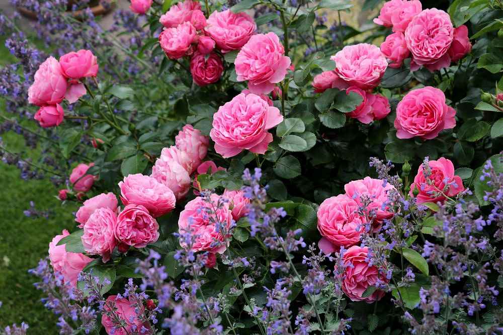 Английская полиантовая роза флорибунда leonardo da vinci (леонардо да винчи)