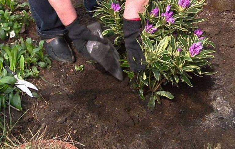 Рододендрон – посадка и уход, правила обрезки. выращивание в различных климатических условиях. требования к почве