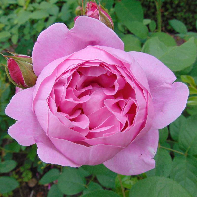 Роза мэри роуз: фото и описание сорта, отзывы