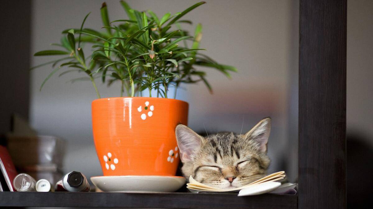 Что делать, если кот ест цветы