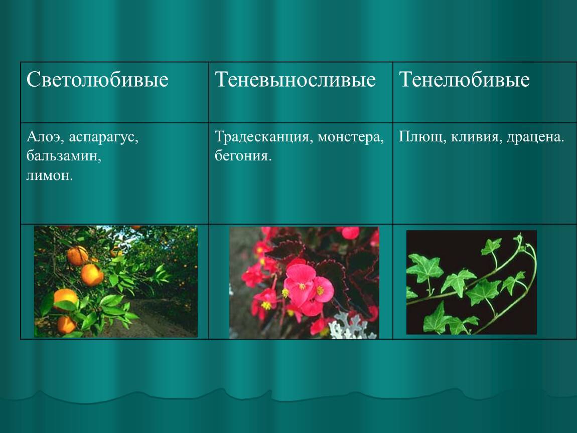 Светолюбивые комнатные растения для дома и дачи: список названий, описания и фото цветов + требования к освещению
