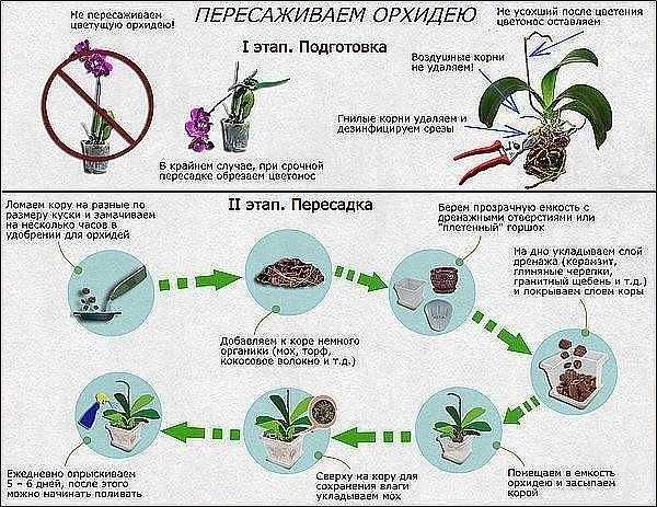 Как у орхидеи фаленопсис нарастить корни: как стимулировать их рост, укоренить цветок, чтобы спасти, а также наращивание корешков в воде и иные способы реанимации