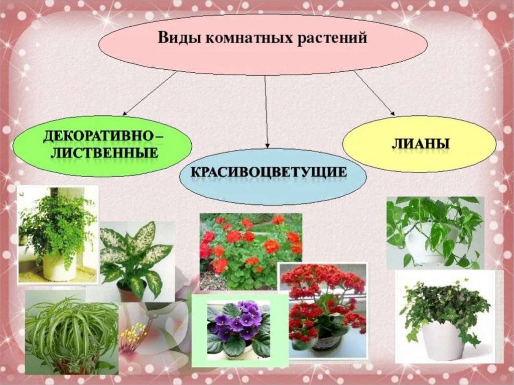 Комнатные растения - описания, фото, правила размножения и ухода в домашних условиях