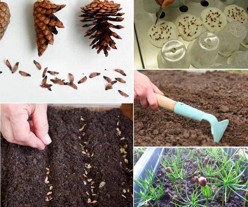Как посадить семена дерева