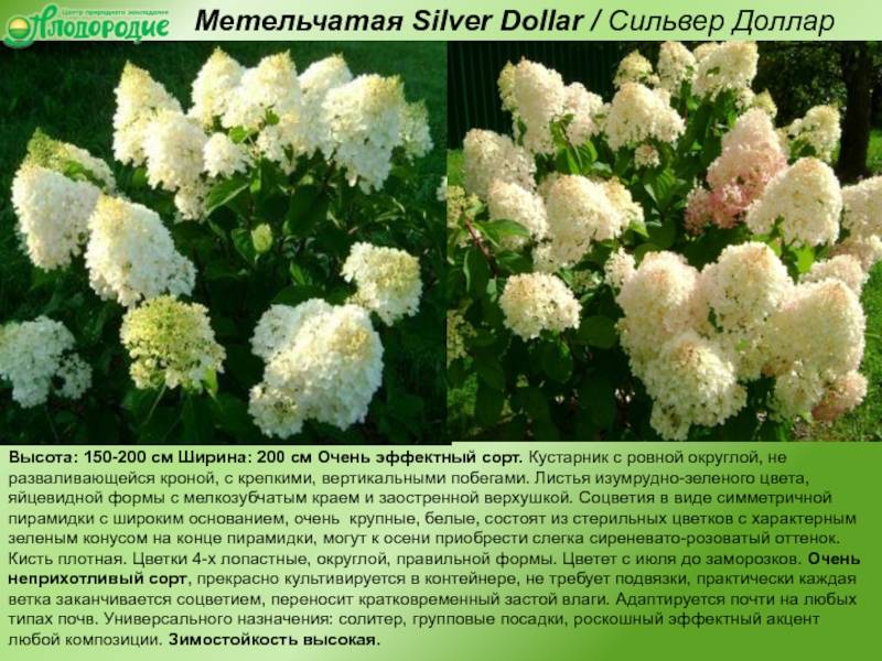 Гортензия сильвер доллар (silver dollar): фото и описание сорта, отзывы, посадка и уход