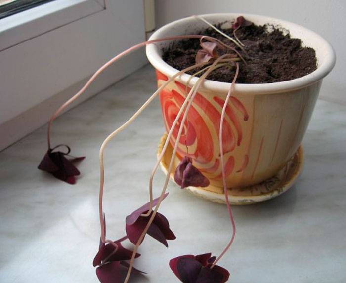 Кислица треугольная - уход и размножение растения в домашних условиях, как пересадить и где растет цветок, видео