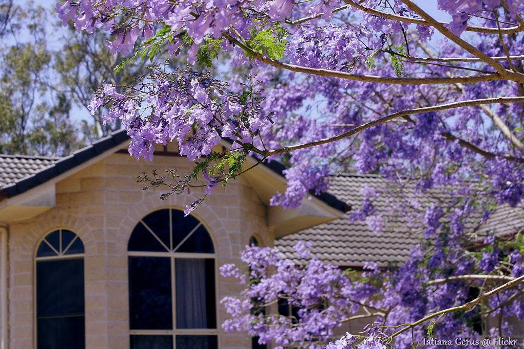 Где растет жакаранда, дерево с фиолетовыми цветами