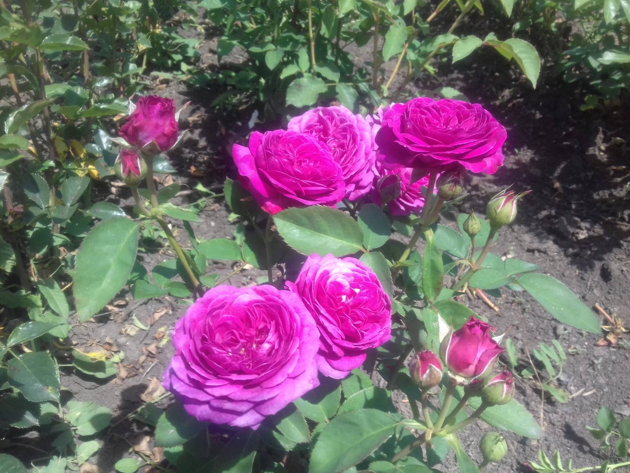 Роза хайди клум — описание, правила выращивания, посадки и ухода