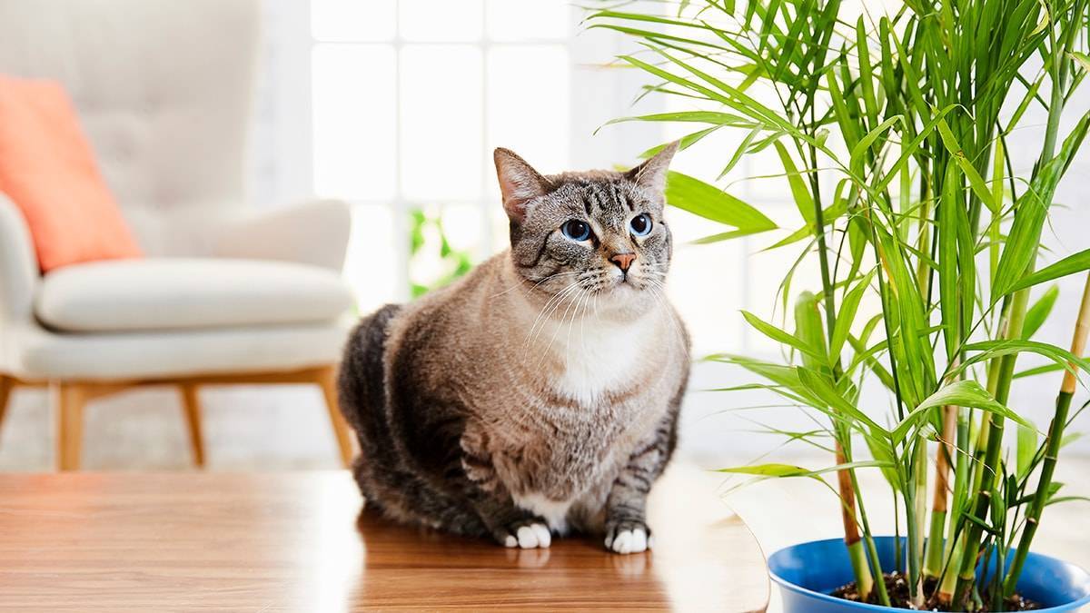 Обзор ядовитых растений для кошек. помощь при отравлении.