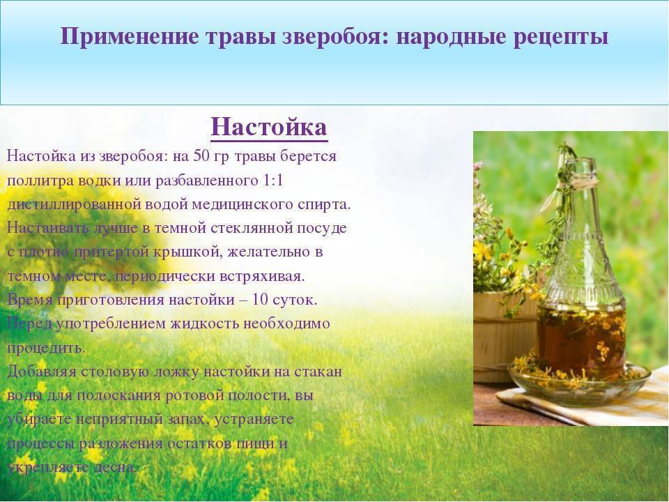 Зверобой продырявленный (hypericum perforatum l.) - лекарственное, чайное растение. описание, действие, применение, вещества, полезные свойства и противопоказания. лекарственная трава. используют трав
