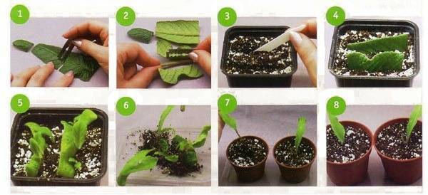 Размножение фиалки листом: пошагово, выращивание в домашних условиях