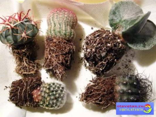 Как пересаживать кактусы в домашних условиях