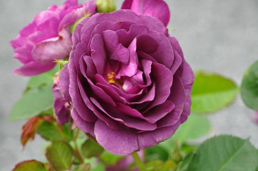 Лучшие сорта мускусных роз и правила их выращивания