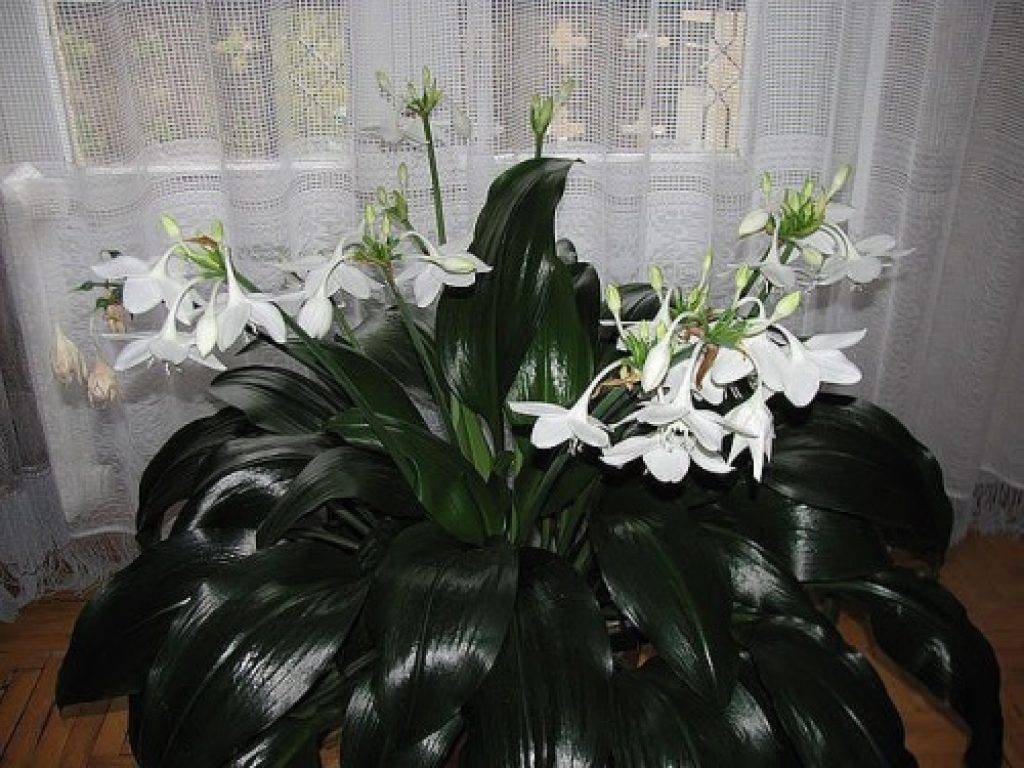 Эухарис — белоснежная комнатная лилия. уход в домашних условиях. фото — ботаничка