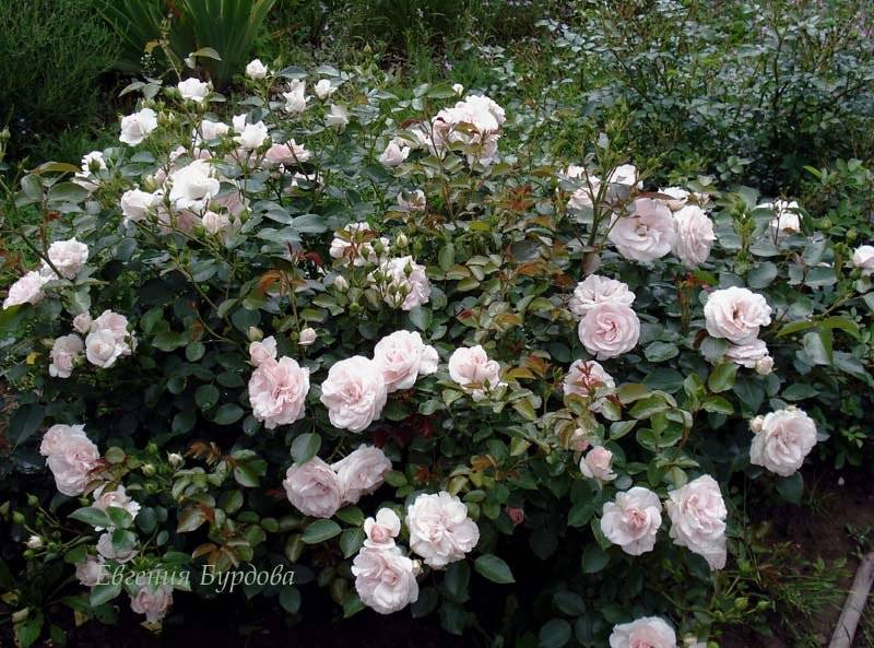 Как добиться обильного и полноценного цветения розы аспирин