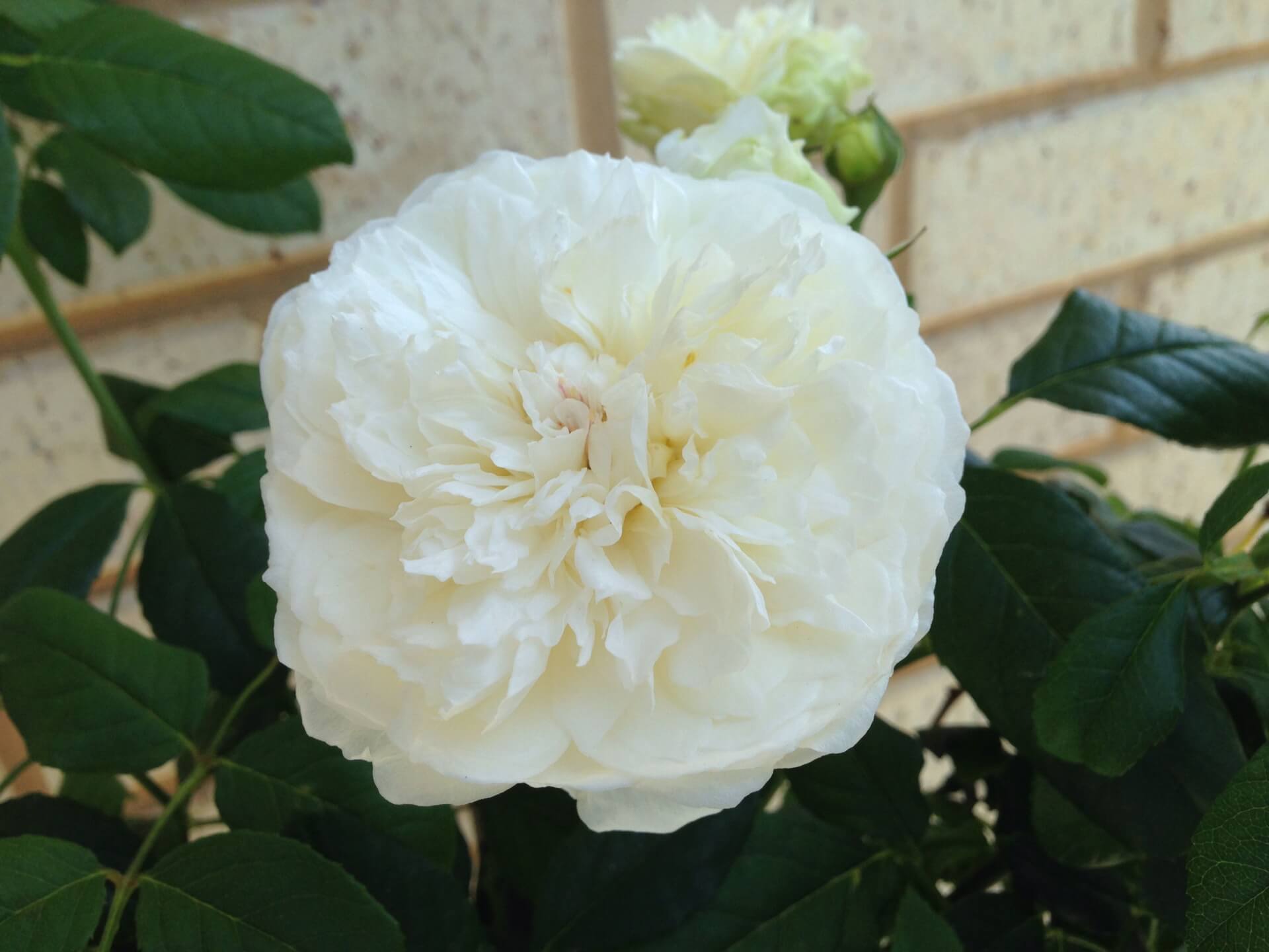 Чудесная роза клэр остин с цветками кремово-белого цвета и волшебным ароматом