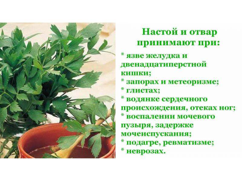 Любисток: лечебные свойства и противопоказания, фото, выращивание, рецепты