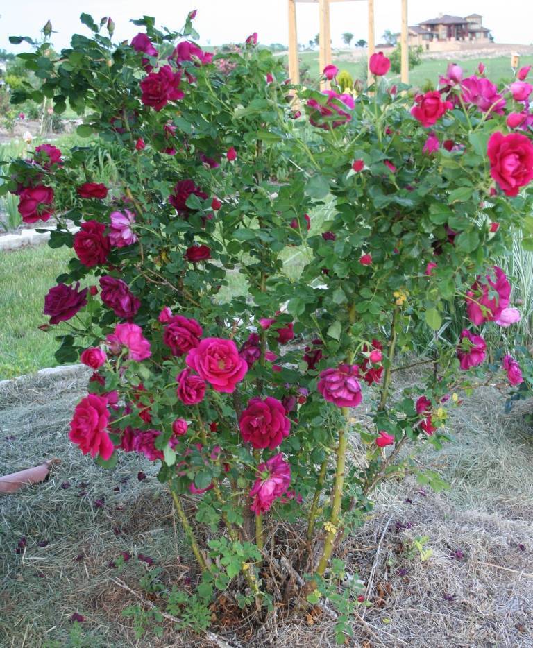 Канадская роза: описание, посадка и уход за растением