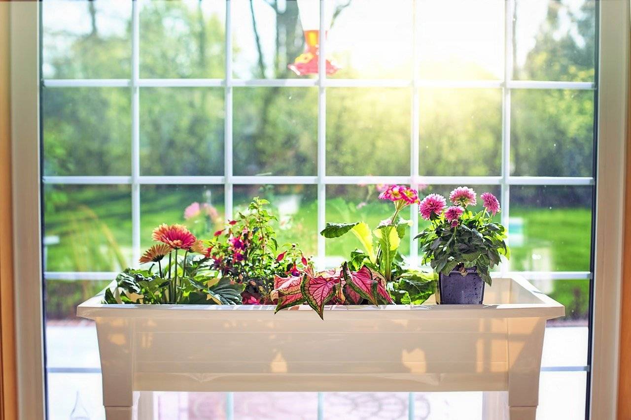 Солнцелюбивые, светолюбивые, теневыносливые и тенелюбивые комнатные растения