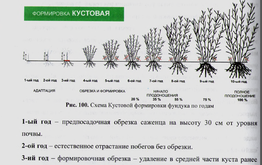 Орех фундук выращивание и уход на урале, в средней полосе россии