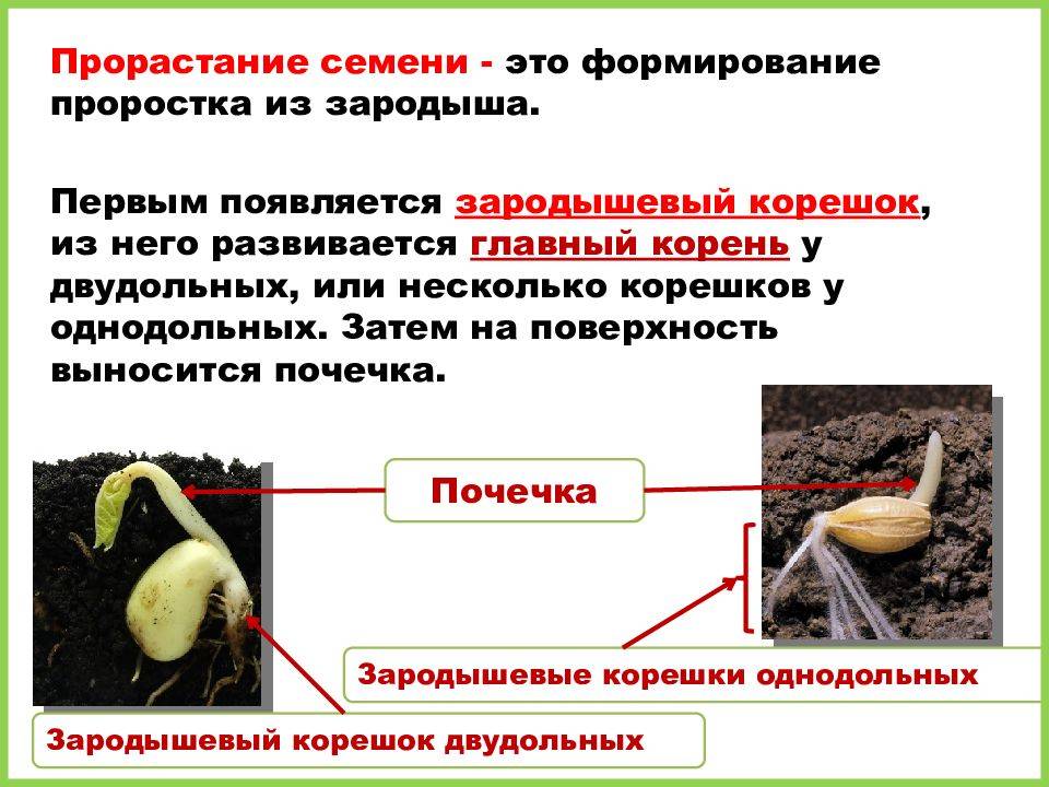 Строение семени растений: особенности и химический состав - tarologiay.ru