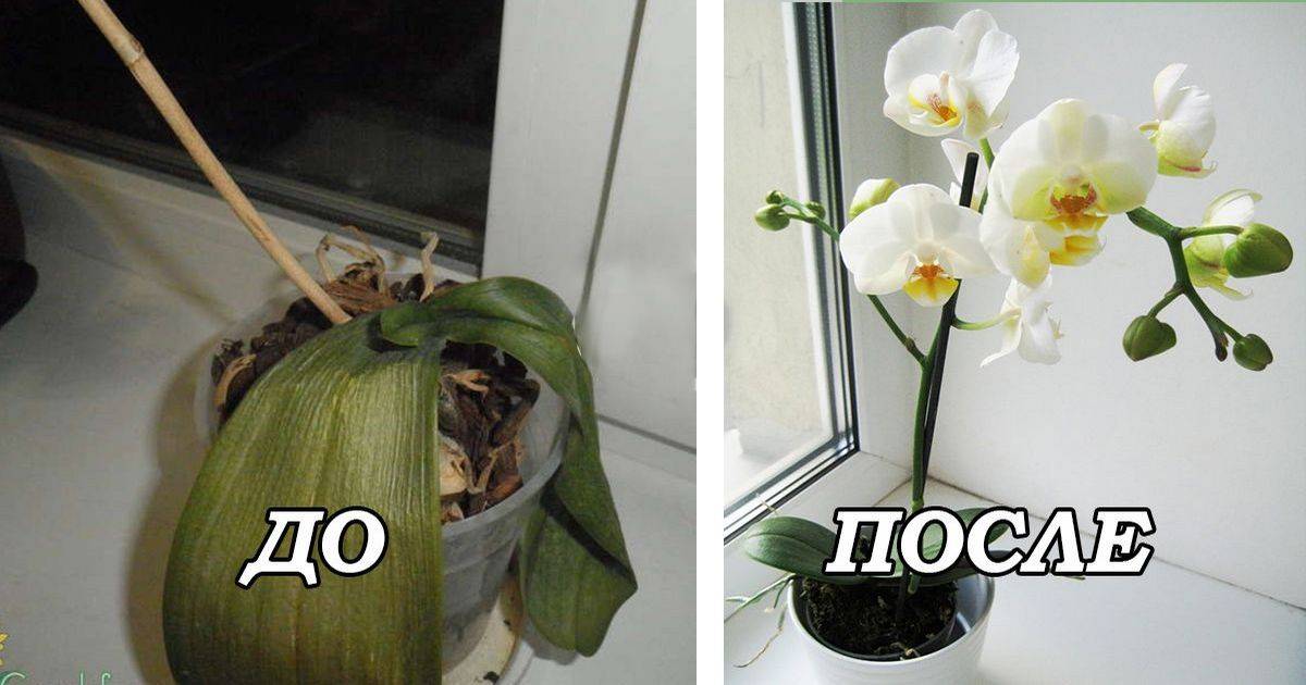Советы по уходу за орхидеей во время цветения в домашних условиях