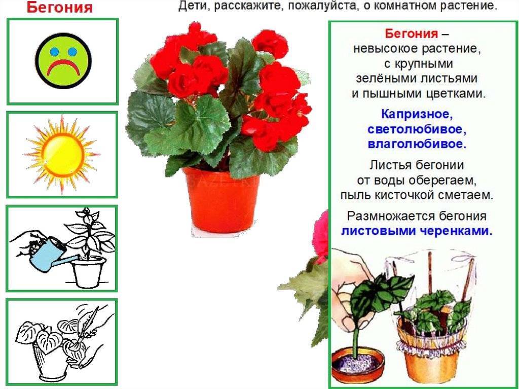 Цветы для детской комнаты: требования к растениям и рейтинг лучших/худших цветов