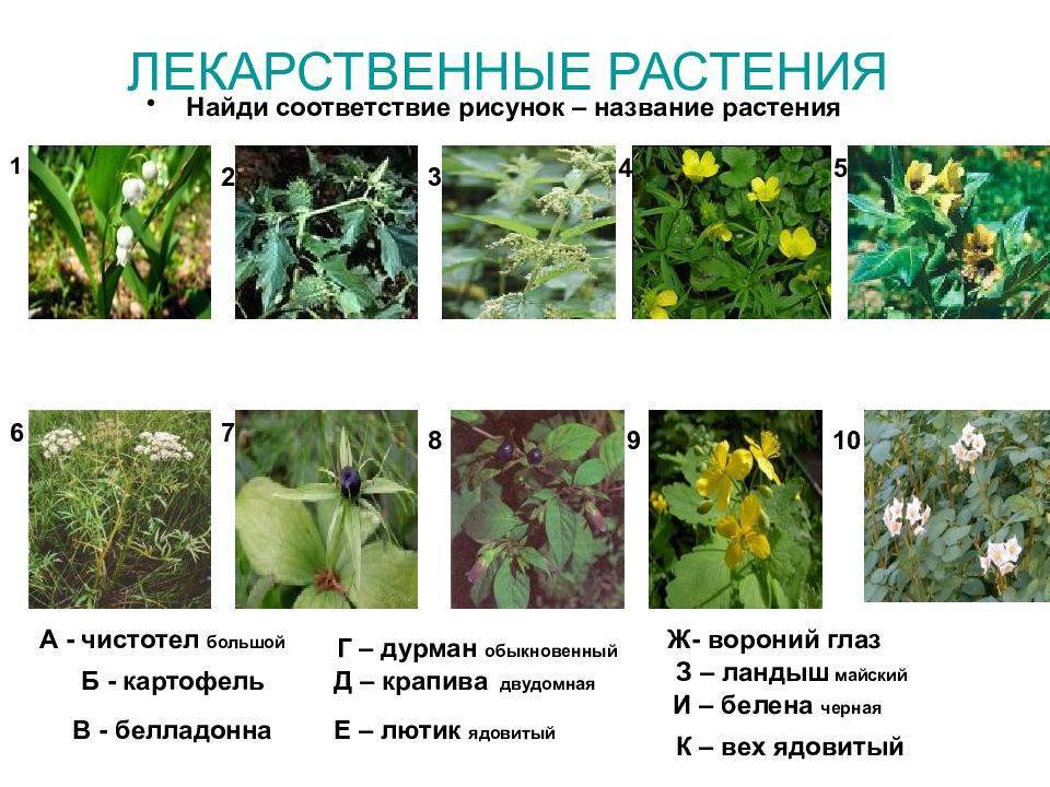 Лекарственные растения и травы с фото, картинки