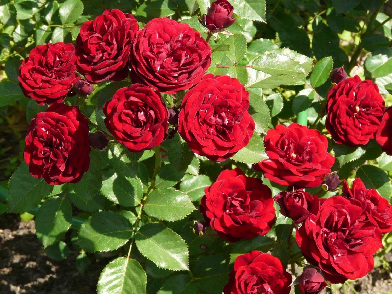Красные розы: сорта с фото и названиями | лучшие сорта, оригинатор