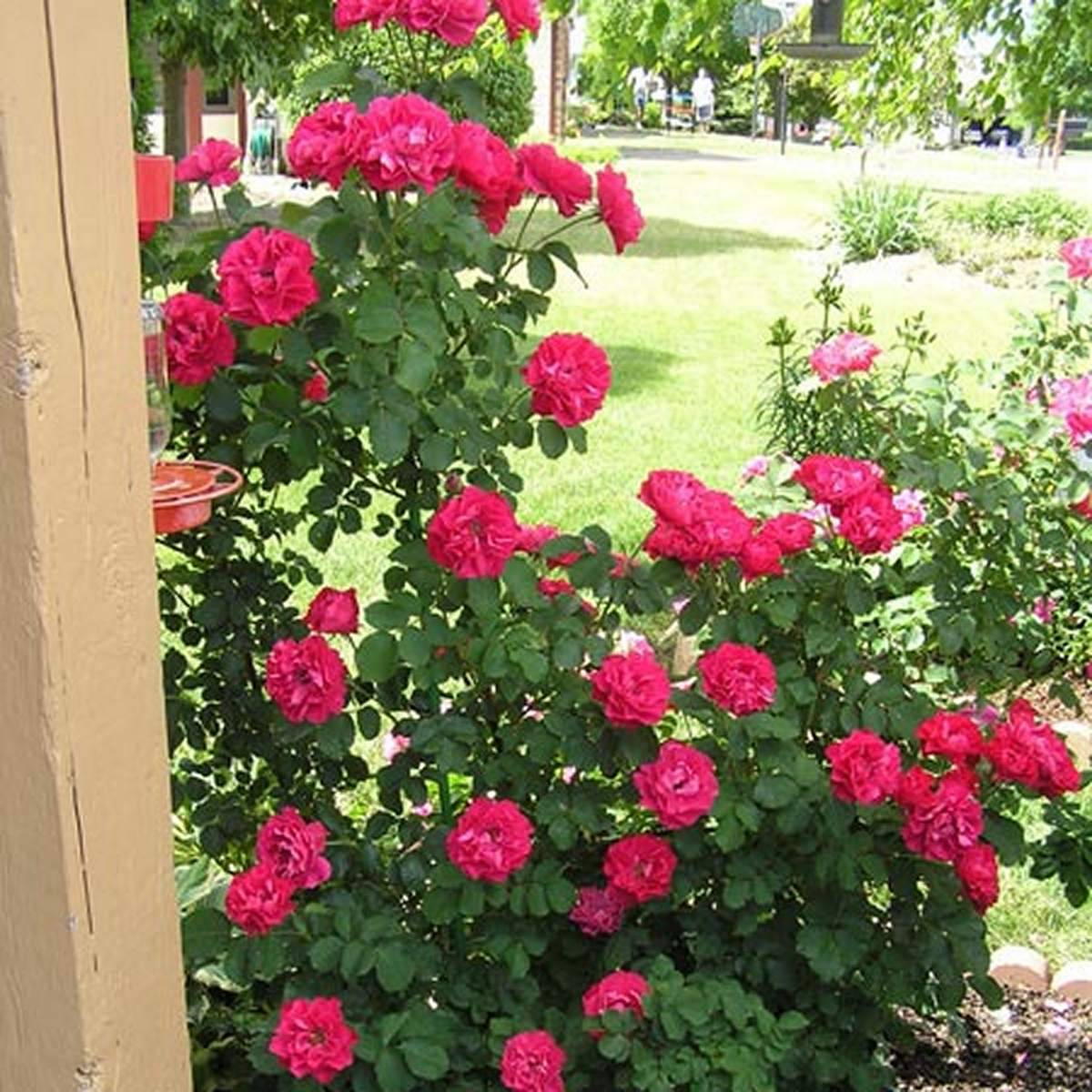 Парковая роза "джон франклин" (описание сорта, отзывы, посадка, уход, фото)
