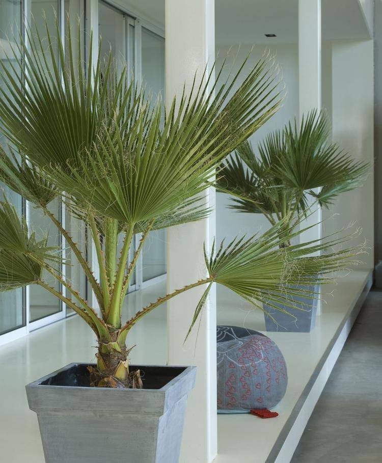 Пальма вашингтония — уход в домашних условиях