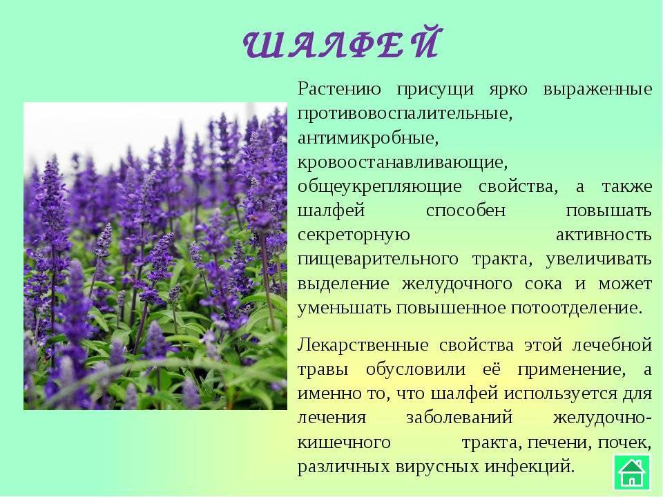 Особенности выращивания растений рода шалфей или сальвия