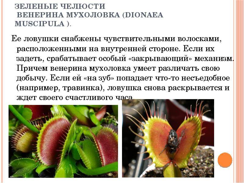 10 самых удивительных хищных растений • всезнаешь.ру