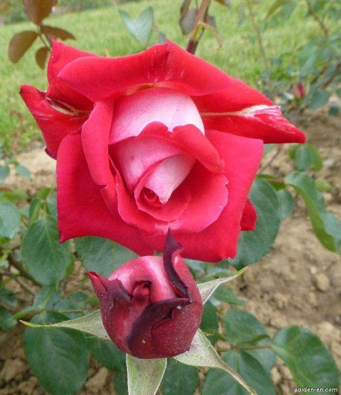 Роза гранд гала отзывы. роза «гранд гала»: правила посадки, обрезки и выращивания