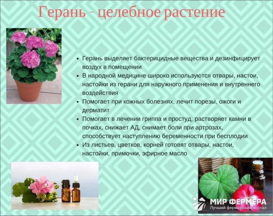 Приметы о цветах: герань