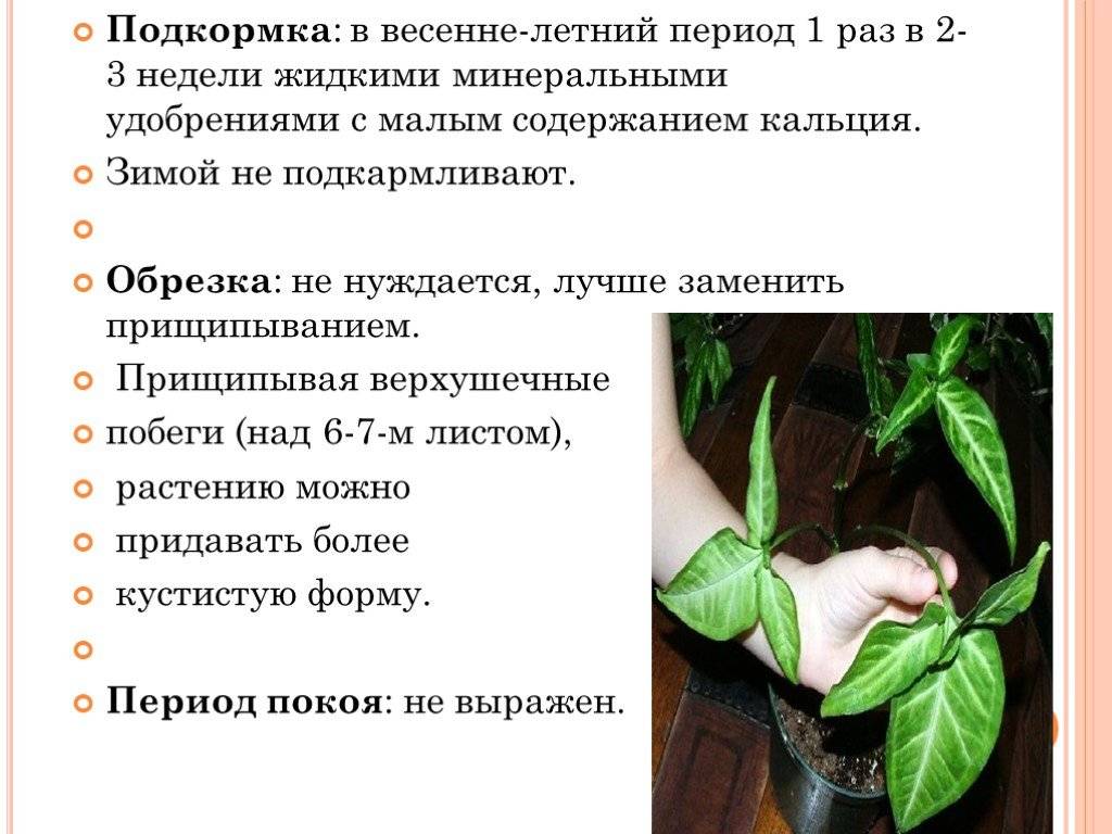  растение сингониум – уход в домашних условиях, описание, виды и сорта с фото, размножение