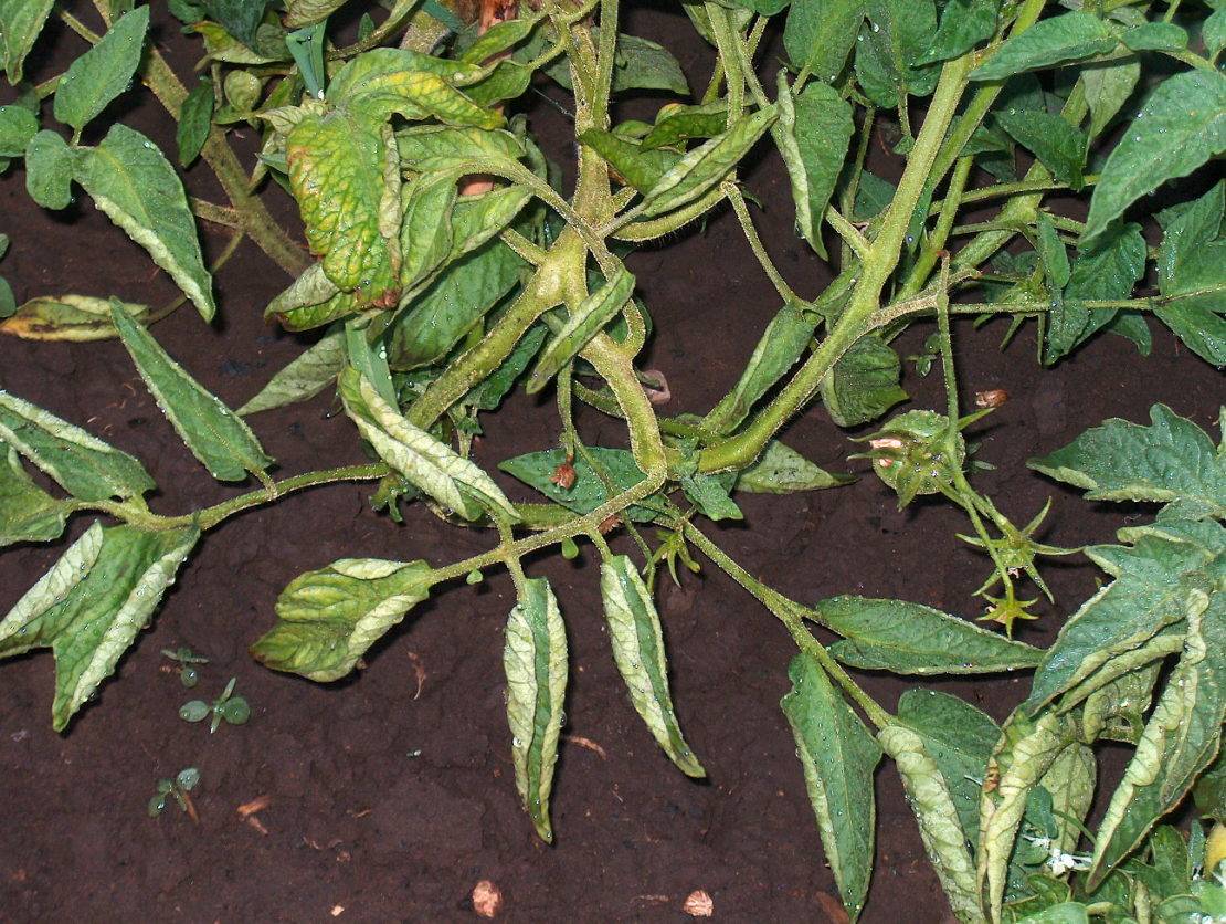 Скручиваются листья вверх на помидорах в открытом грунте: что делать и почему скручиваются лодочкой