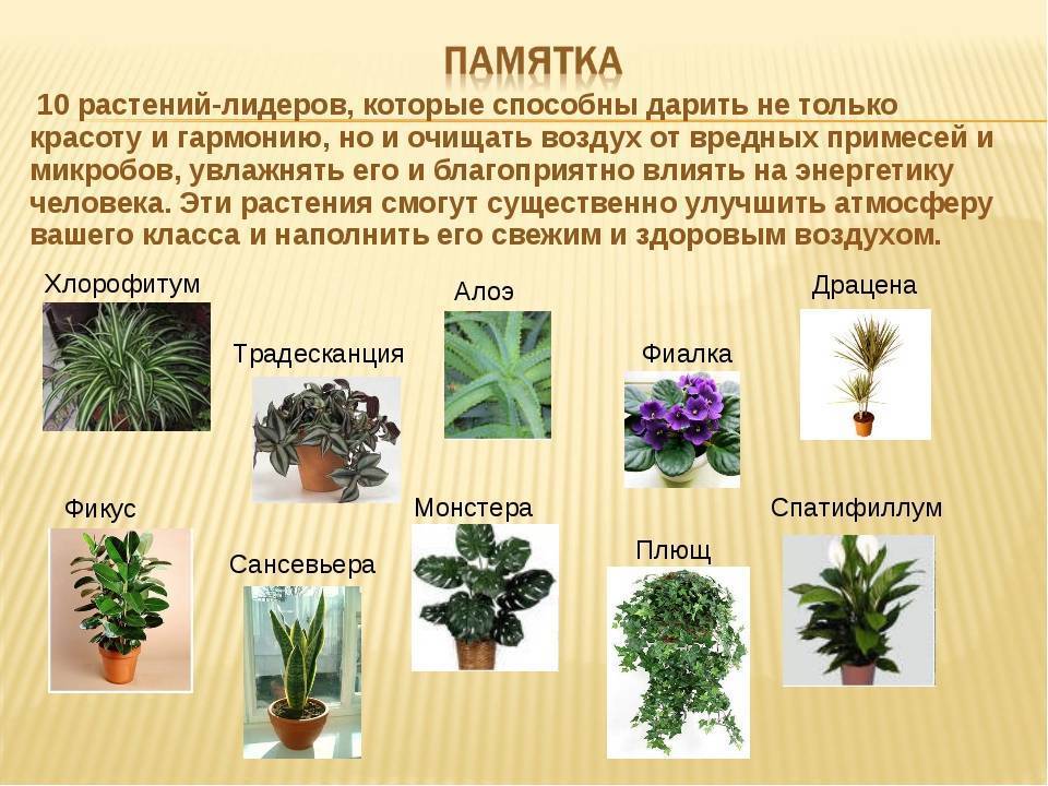 Комнатные цветы, которые должны быть в каждом доме - фото и названия (каталог)