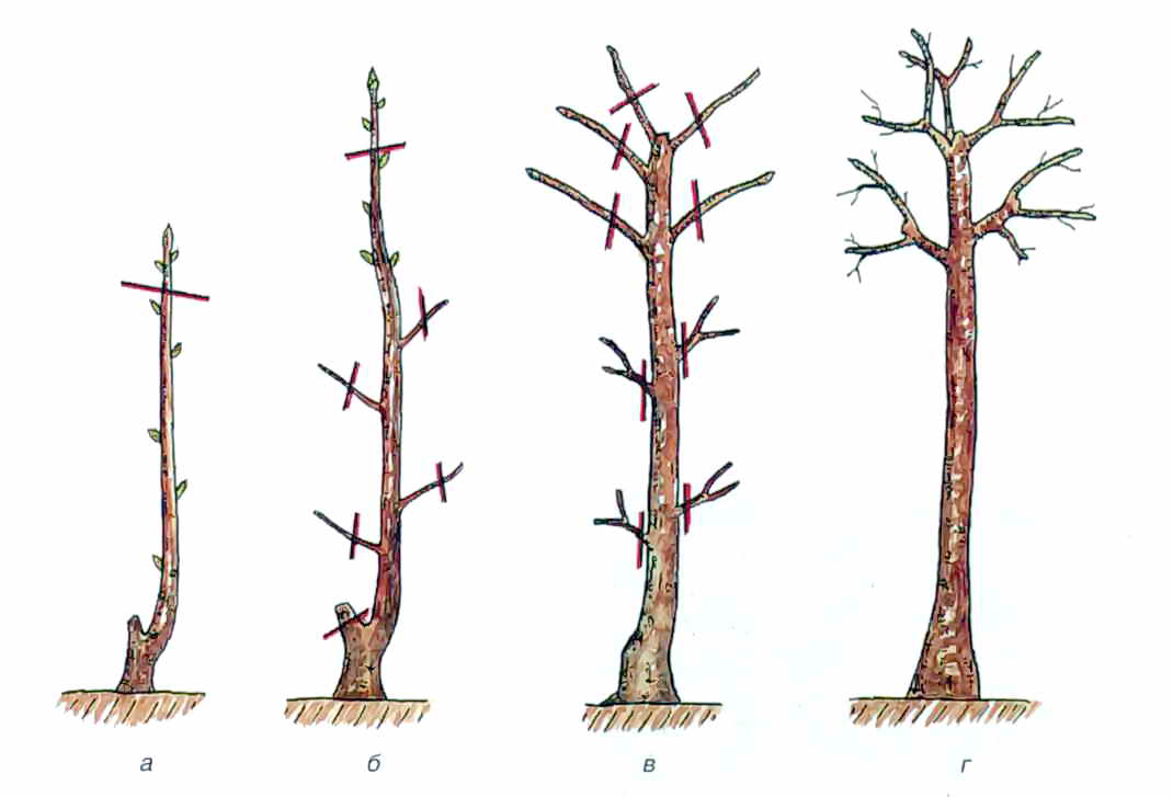 Бонсай: формирование кроны в домашних условиях с подробным описанием, как делают деревья в этом стиле у сосны обыкновенной, ели и граната?