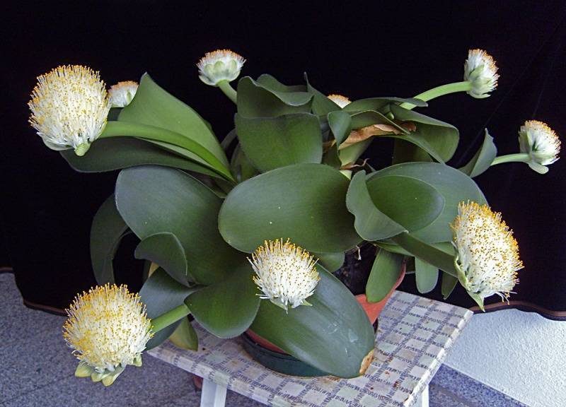 Гемантус: уход в домашних условиях (в т.ч. за белоцветковым), что делать не цветет и другие болезни комнатного цветка