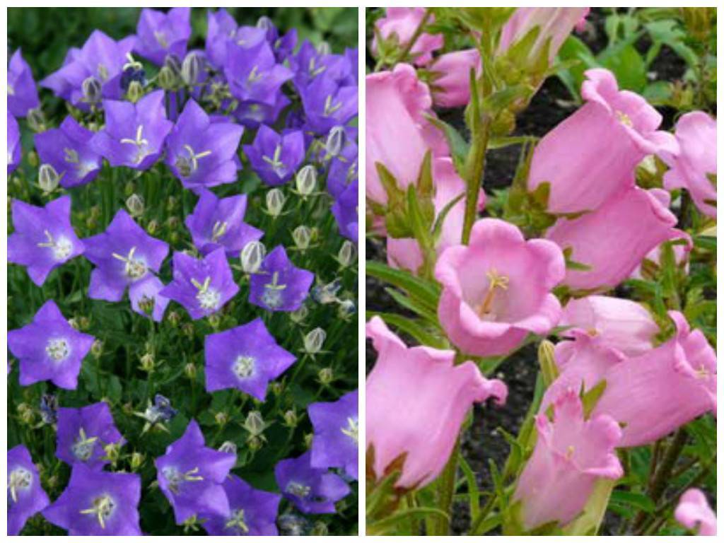 Цветок колокольчик: как выглядит, разновидности и описание растения