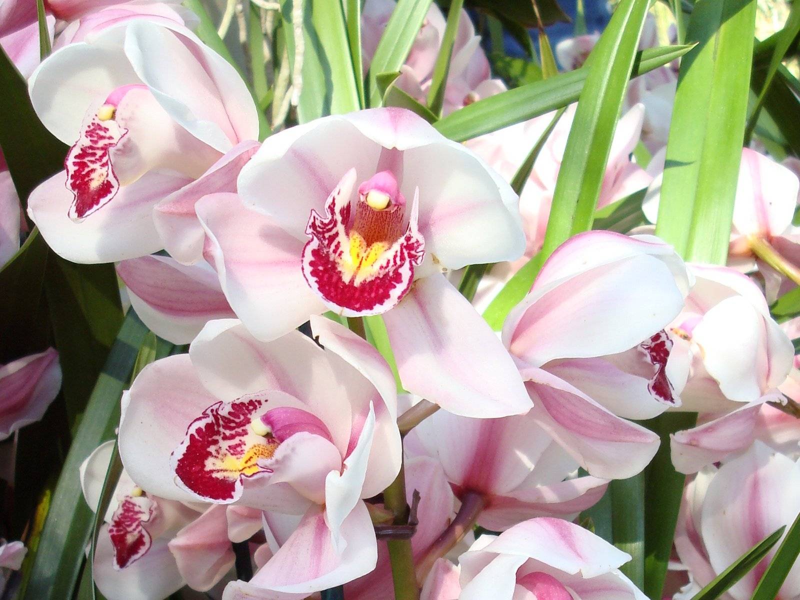 Орхидея цимбидиум: выращивание и уход