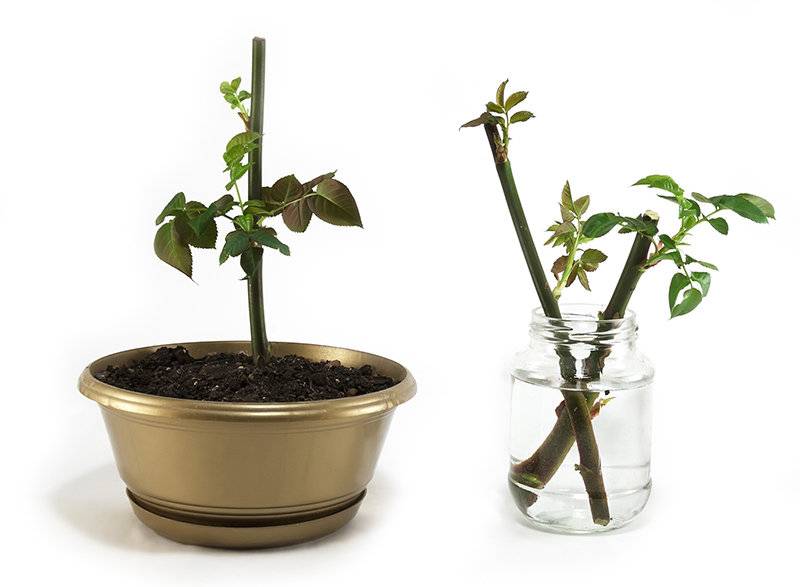 Как посадить розы из букета черенками в домашних условиях